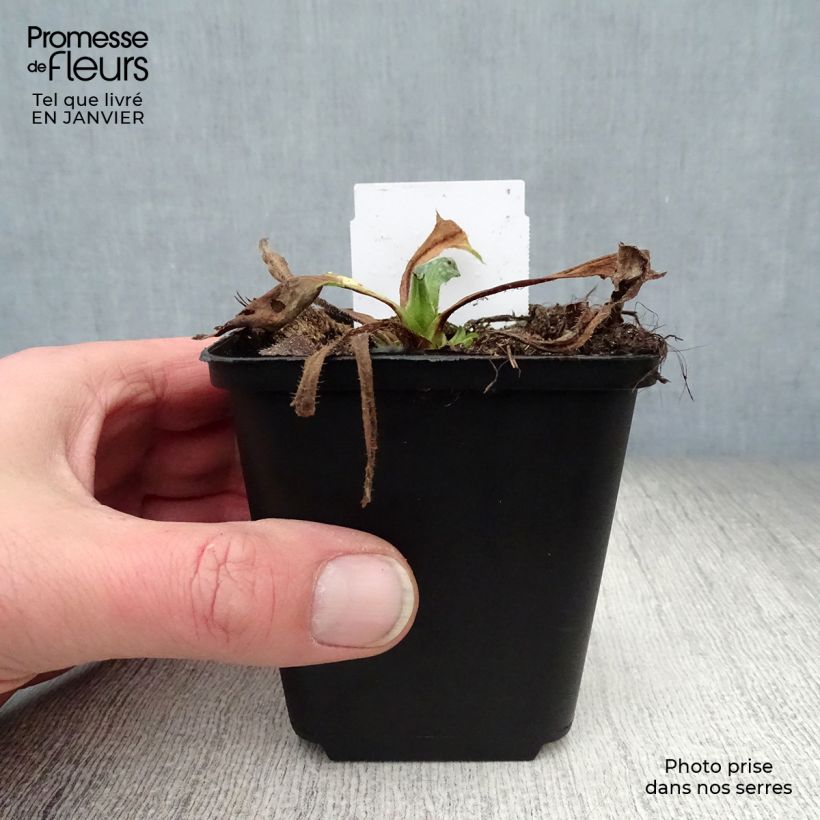 Pulmonaria Sissinghurst White Vasetto da 8/9 cm esemplare consegnato in inverno