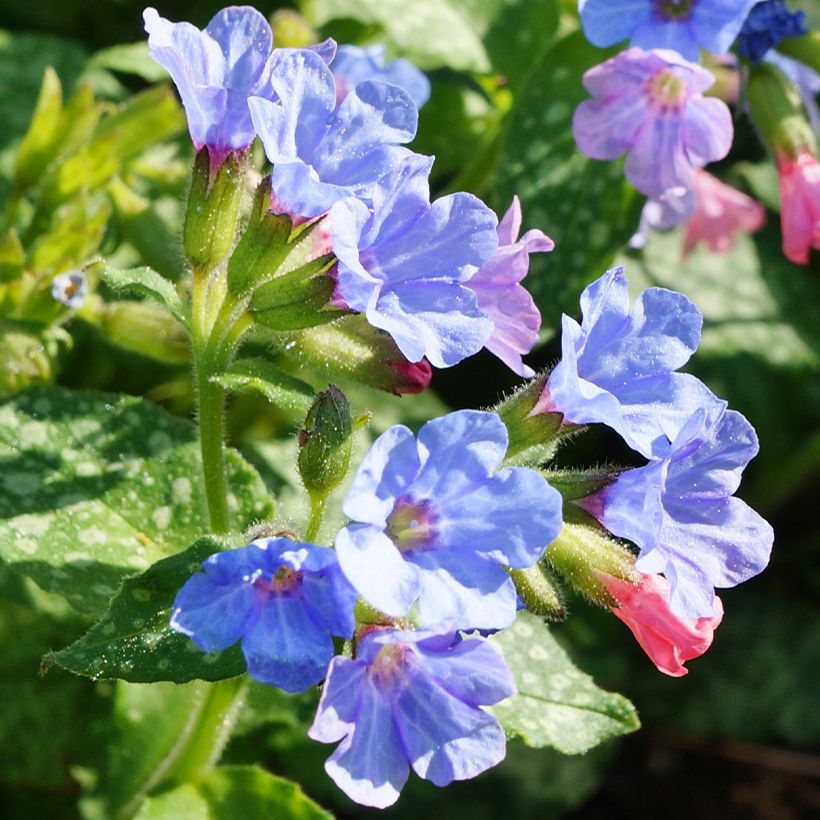 Pulmonaria Twinkle Toes (Fioritura)