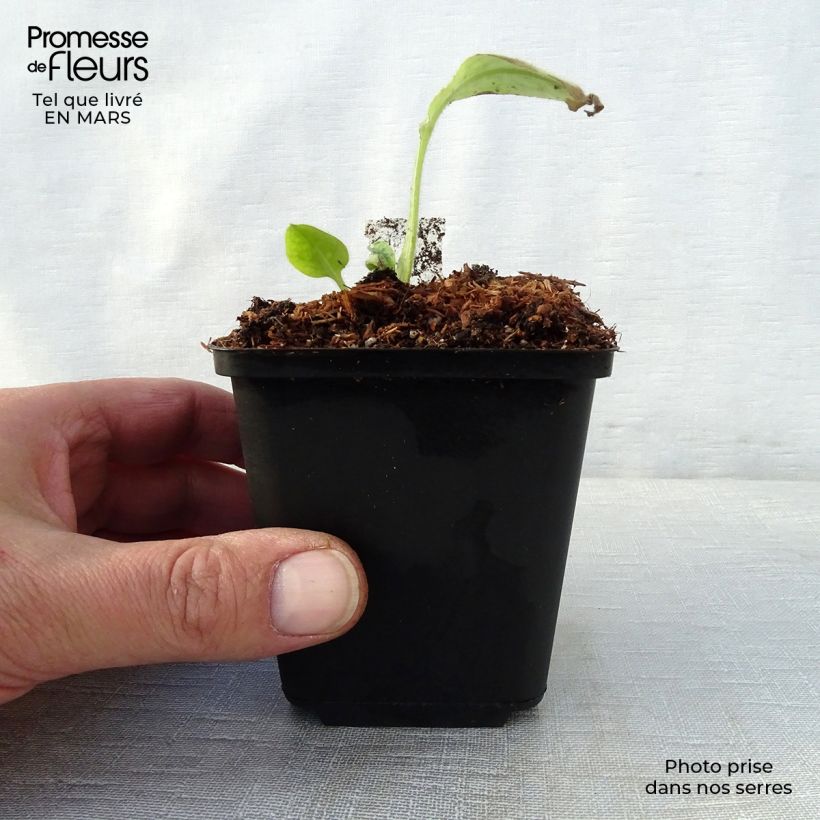 Pulmonaria Victorian Brooch Vasetto da 8/9 cm esemplare consegnato in primavera