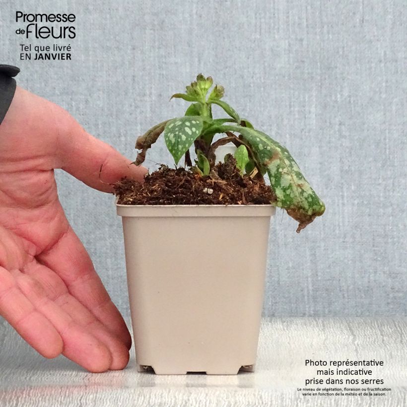 Pulmonaria Victorian Brooch Vasetto da 8/9 cm esemplare consegnato in inverno