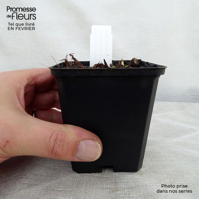 Pulmonaria longifolia subsp. cevennensis Vasetto da 8/9 cm esemplare consegnato in inverno