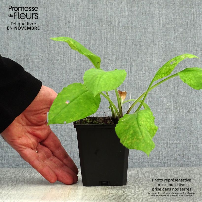 Esemplare di Pulmonaria rubra - Polmonaria rossa Vasetto da 8/9 cm come consegnato in autunno