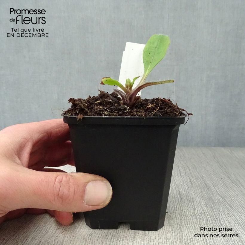 Pulmonaria rubra - Polmonaria rossa Vasetto da 8/9 cm esemplare consegnato in inverno