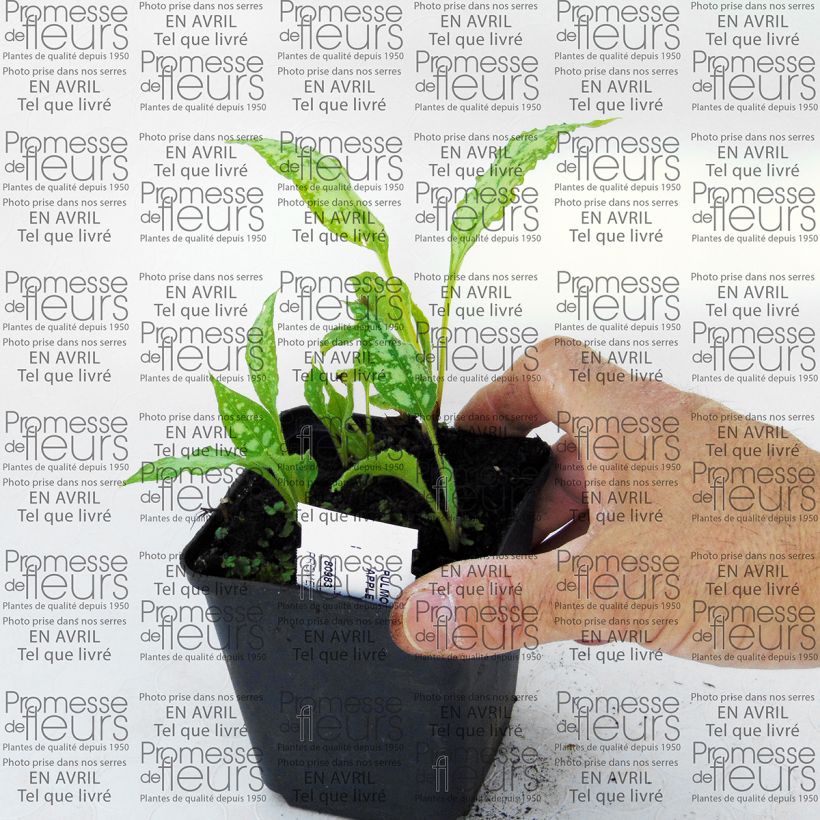 Esempio di esemplare Pulmonaria Apple Frost Vasetto da 8/9 cm come consegnato