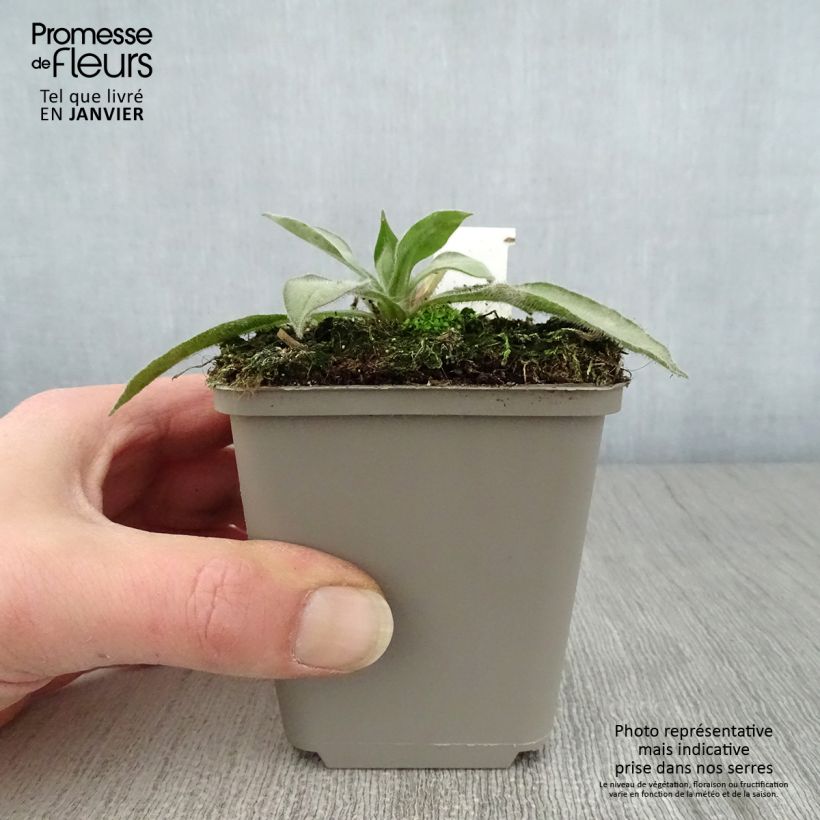 Pulmonaria Samourai Vasetto da 8/9 cm esemplare consegnato in inverno