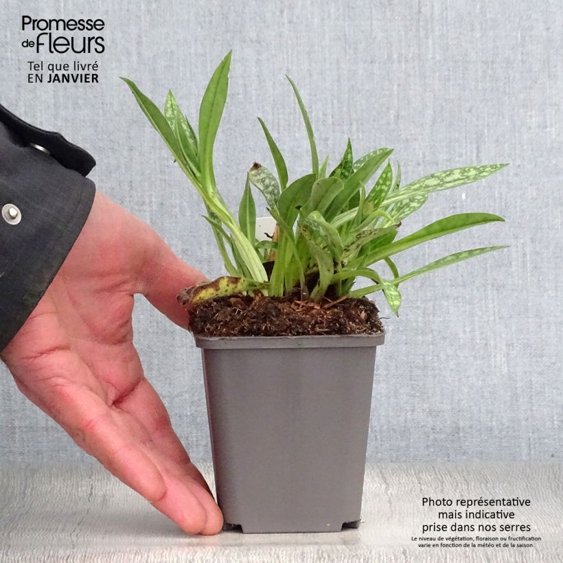 Pulmonaria longifolia E.B Anderson Vasetto da 8/9 cm esemplare consegnato in inverno