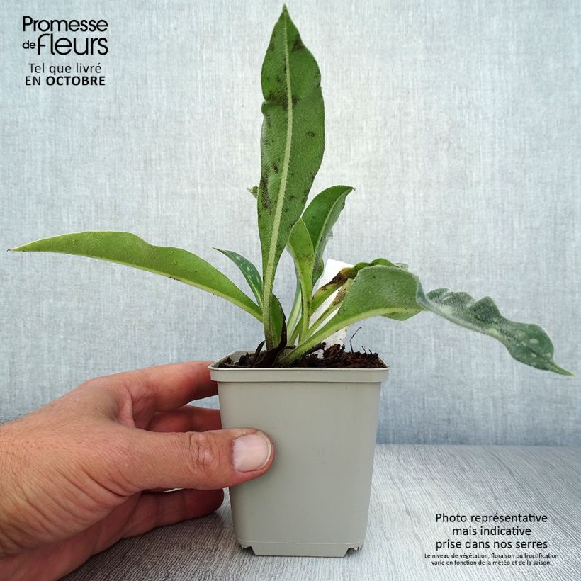 Esemplare di Pulmonaria longifolia E.B Anderson Vasetto da 8/9 cm come consegnato in autunno