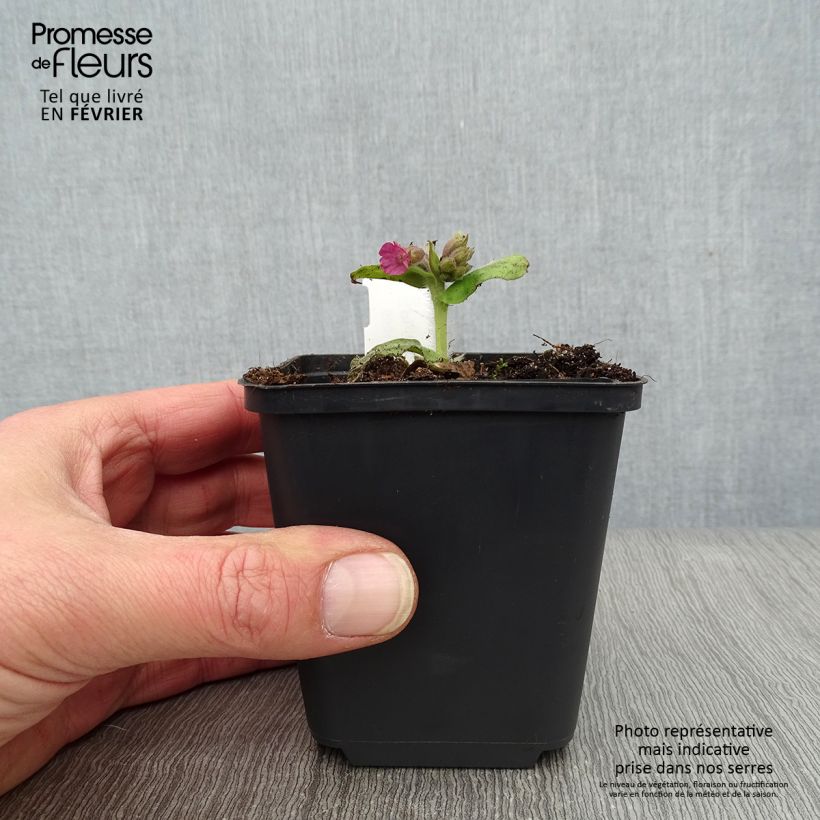 Pulmonaria officinalis - Polmonaria maggiore Vasetto da 8/9 cm esemplare consegnato in inverno