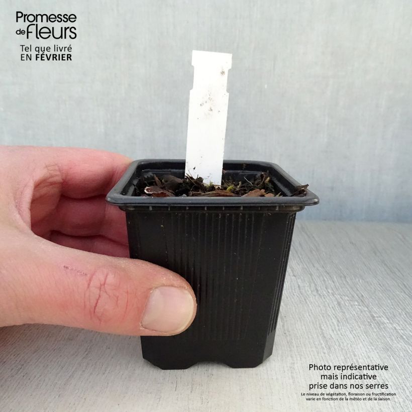 Pulmonaria saccharata Mrs Moon - Polmonaria chiazzata Vasetto da 8/9 cm esemplare consegnato in inverno