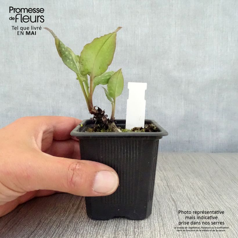 Pulmonaria saccharata Mrs Moon - Polmonaria chiazzata Vasetto da 8/9 cm esemplare consegnato in primavera