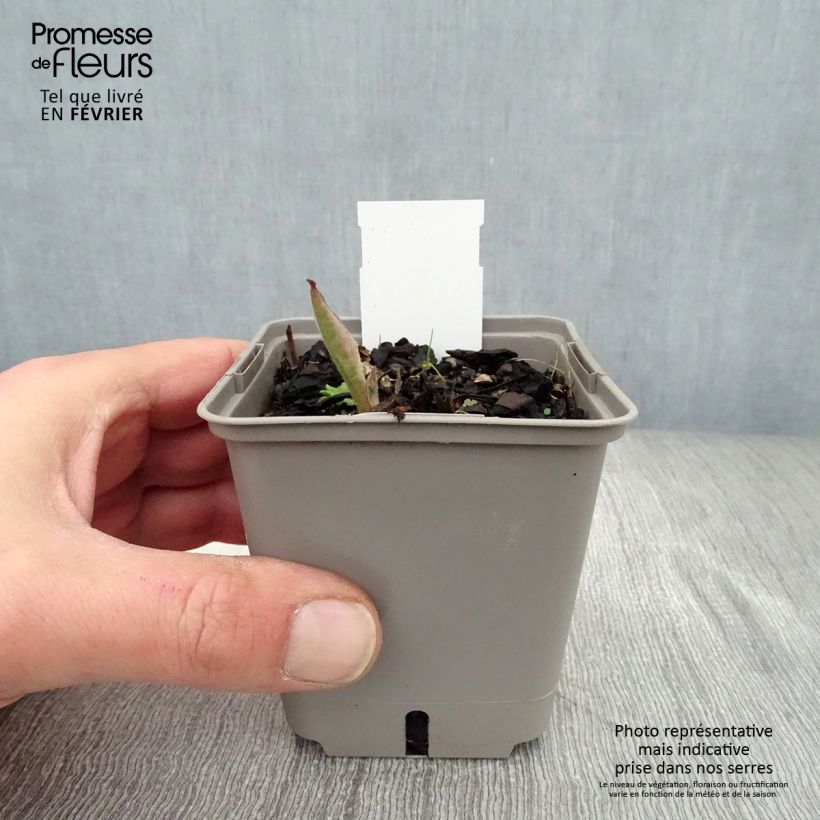 Pulmonaria saccharata Silverado - Polmonaria chiazzata Vasetto da 8/9 cm esemplare consegnato in inverno