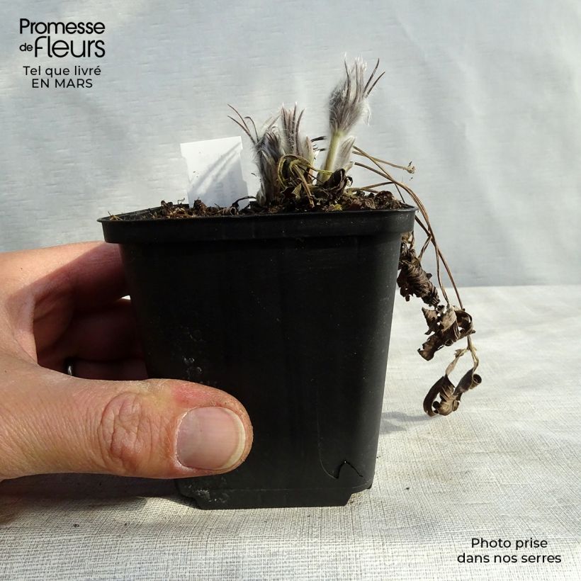 Pulsatilla patens Vasetto da 8/9 cm esemplare consegnato in primavera