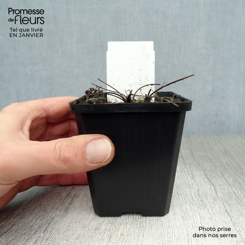 Pulsatilla vulgaris Alba - Fiore di Pasqua bianca Vasetto da 7/8 cm esemplare consegnato in inverno