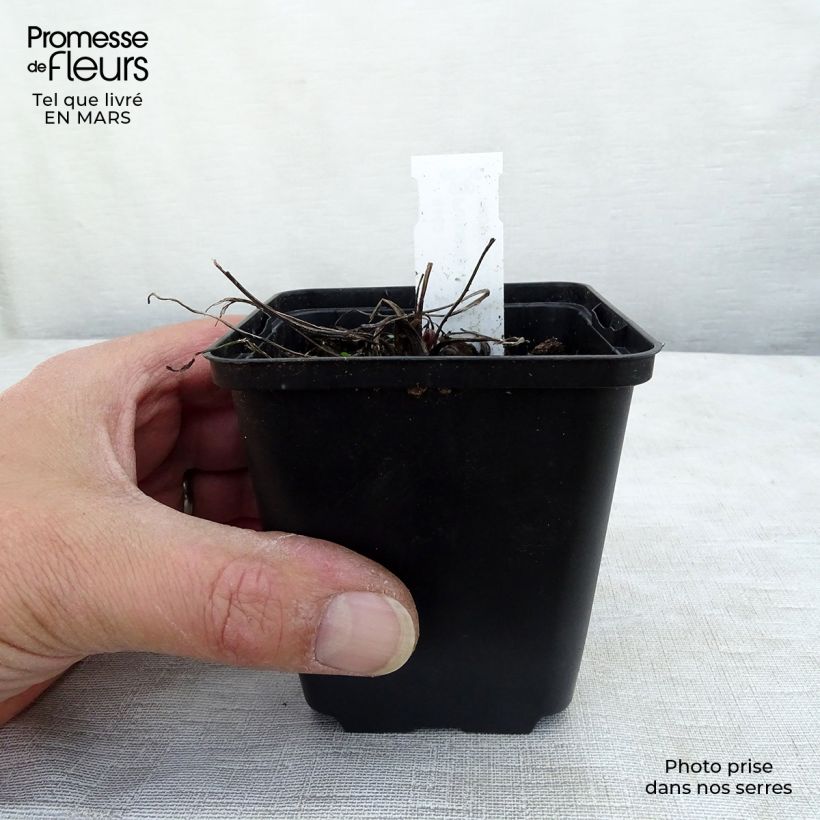 Pulsatilla vulgaris Papageno - Fiore di Pasqua Vasetto da 8/9 cm esemplare consegnato in primavera