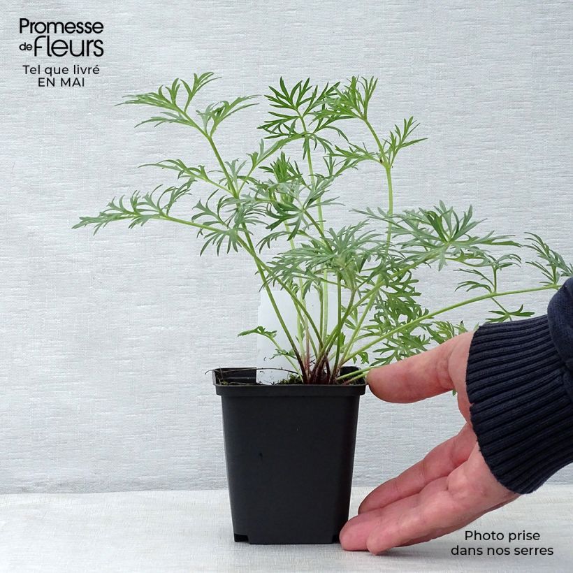 Pulsatilla vulgaris Röde Klokke - Fiore di Pasqua rossa Vasetto da 7/8 cm esemplare consegnato in primavera