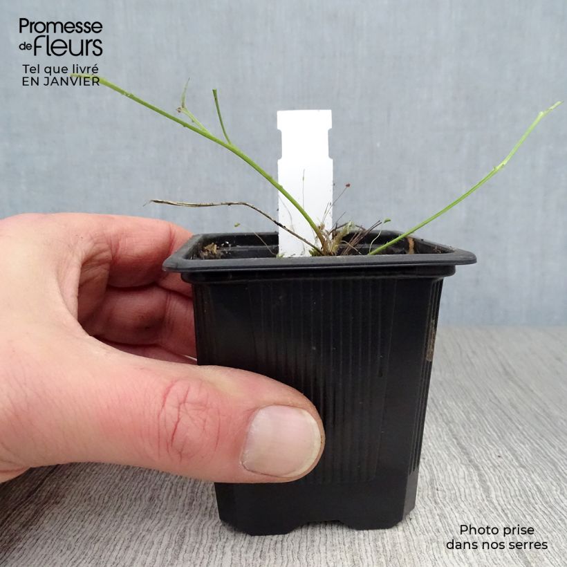 Pulsatilla vulgaris Röde Klokke - Fiore di Pasqua rossa Vasetto da 7/8 cm esemplare consegnato in inverno