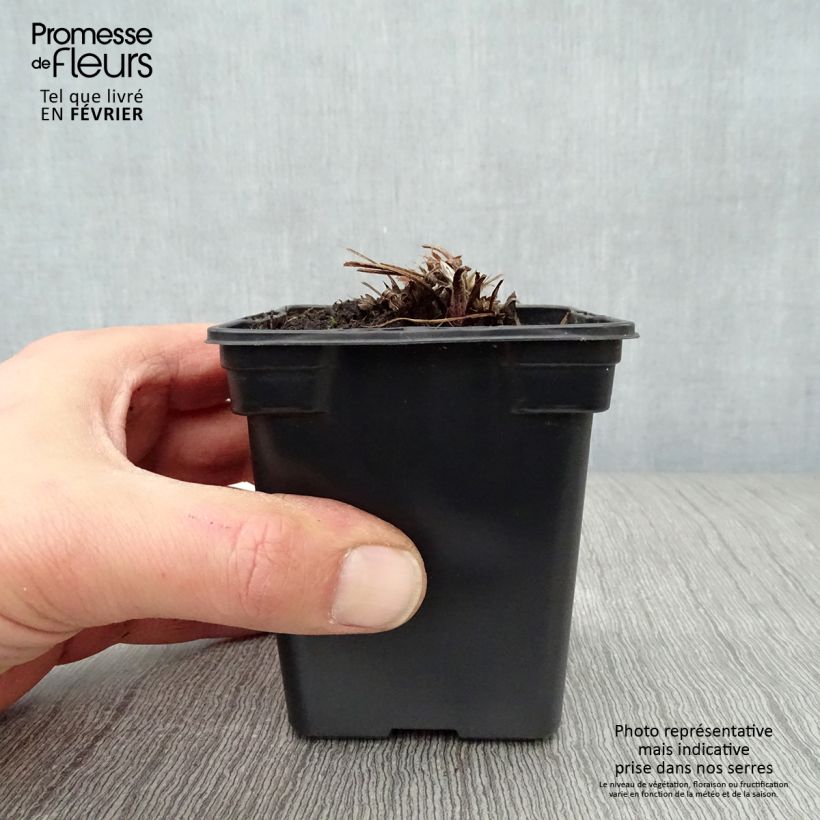 Pulsatilla vulgaris Violet - Fiore di Pasqua Vasetto da 7/8 cm esemplare consegnato in inverno