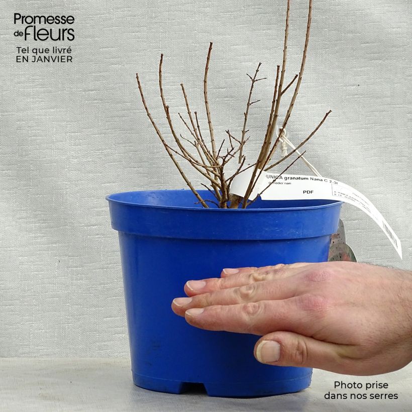 Melograno Nana - Punica granatum Vaso da 2L/3L esemplare consegnato in inverno