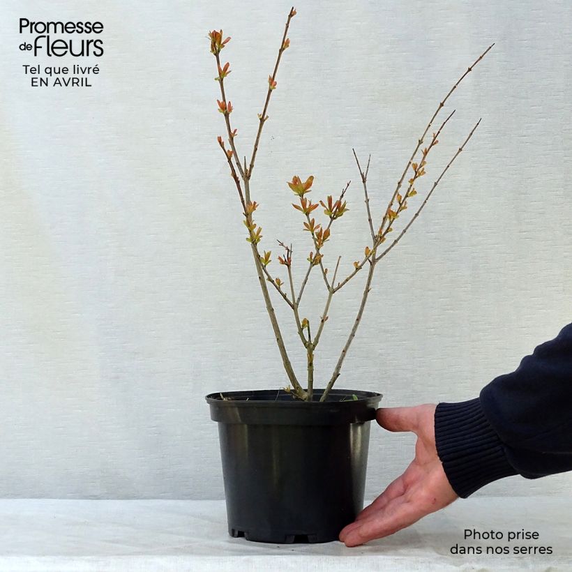 Melograno Nana - Punica granatum Vaso da 2L/3L esemplare consegnato in primavera