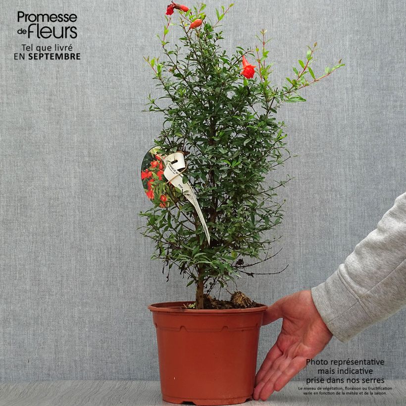 Esemplare di Melograno Nana - Punica granatum Vaso da 2L/3L come consegnato in autunno