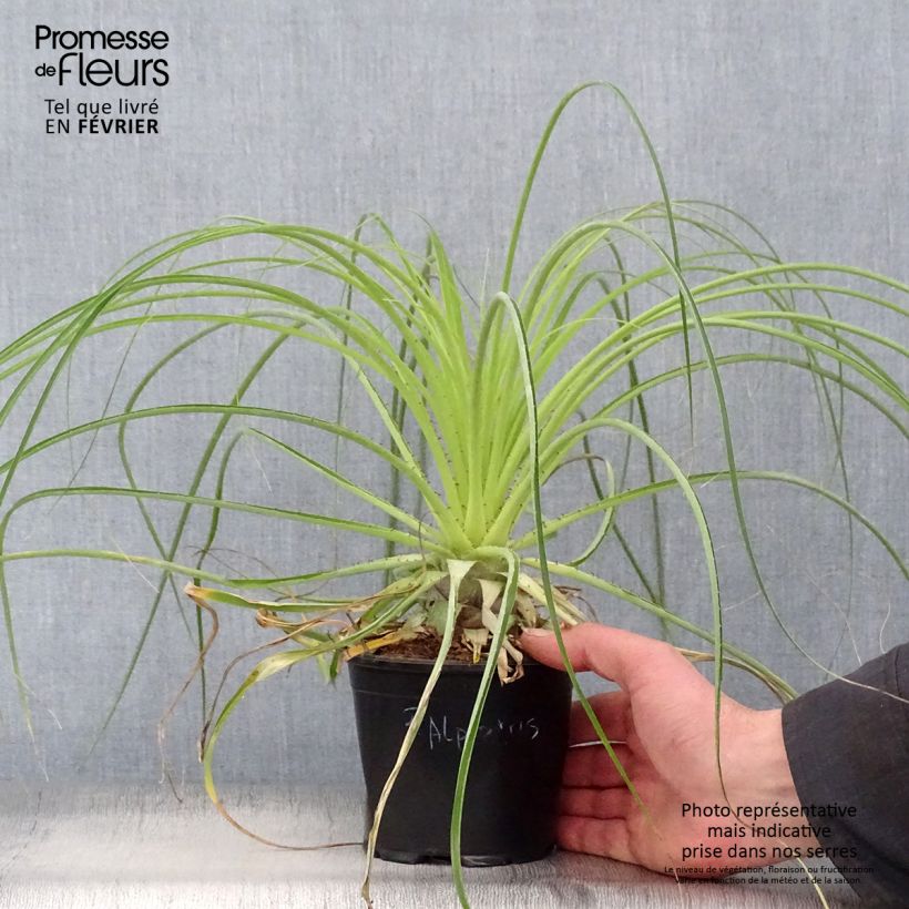 Puya alpestris Vaso da 2L/3L esemplare consegnato in inverno