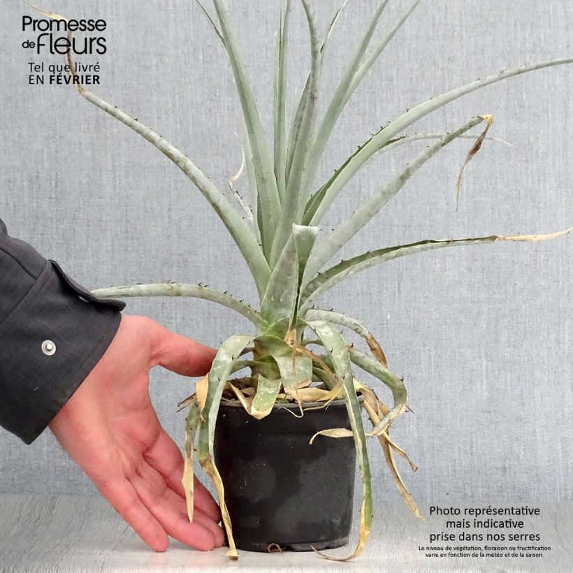 Puya castellanosii Vaso da Ø 12 cm / 13 cm esemplare consegnato in inverno