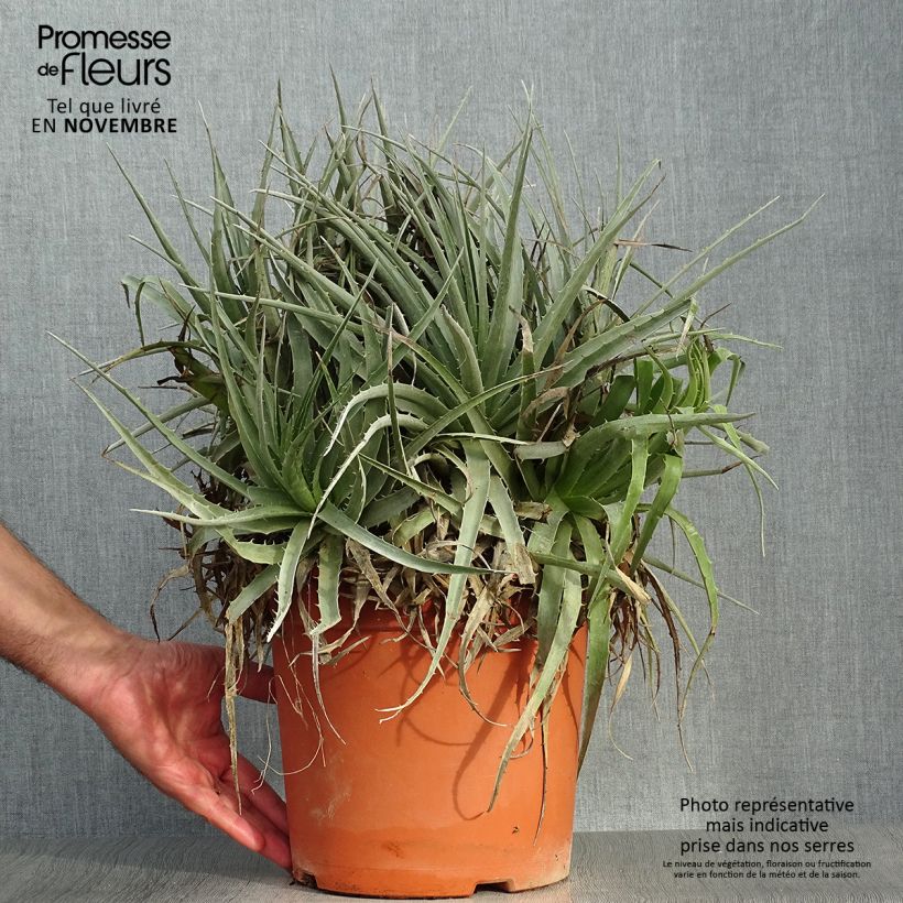 Esemplare di Puya venusta Vaso da 7,5L/10L come consegnato in autunno