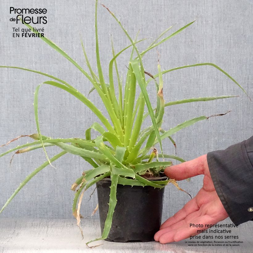 Puya weberbaueri Vaso da 3L/4L esemplare consegnato in inverno