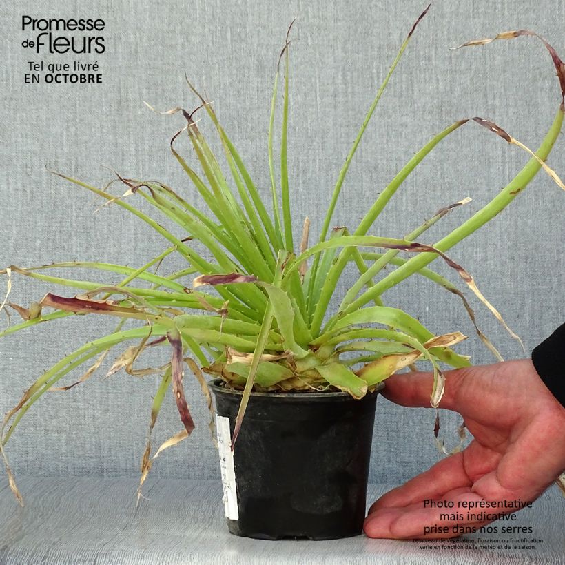 Esemplare di Puya weberbaueri Vaso da 3L/4L come consegnato in autunno
