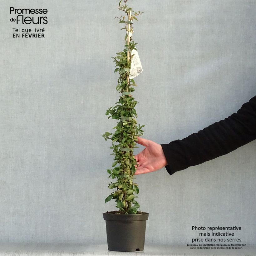 Pyracantha Orange Glow Vaso da 2L/3L esemplare consegnato in inverno