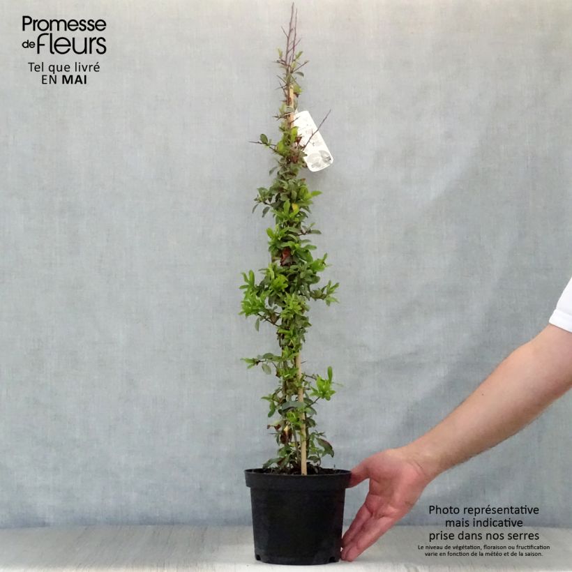 Pyracantha Orange Glow Vaso da 2L/3L esemplare consegnato in primavera