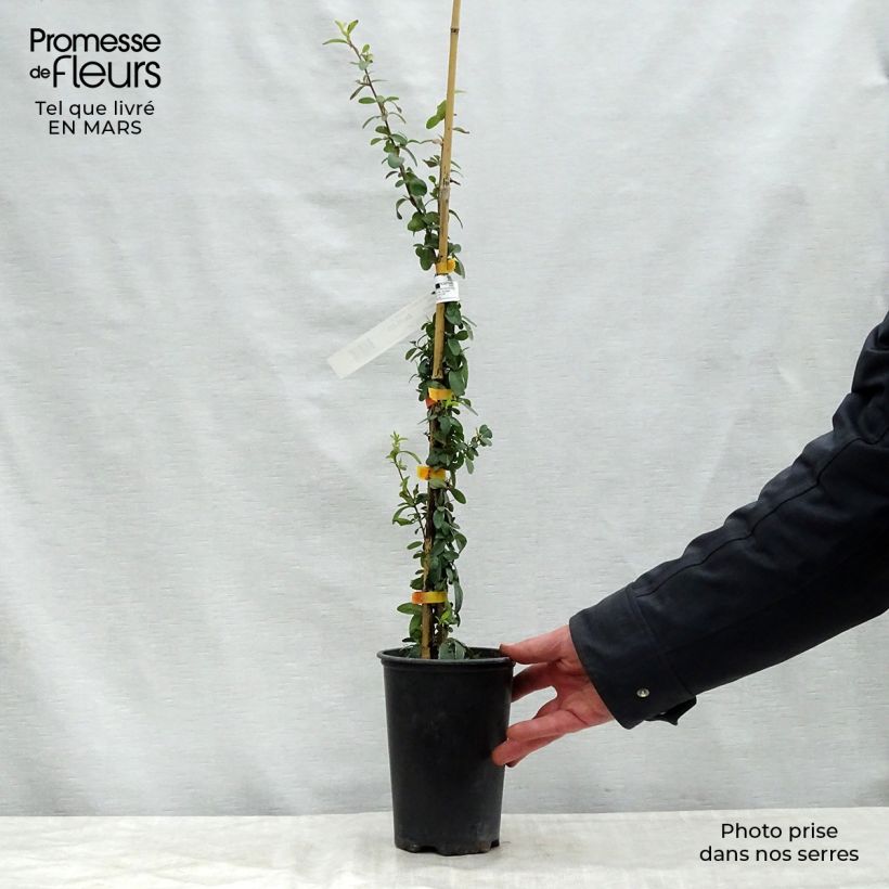 Pyracantha SAPHYR Orange Vaso da 2L/3L esemplare consegnato in primavera
