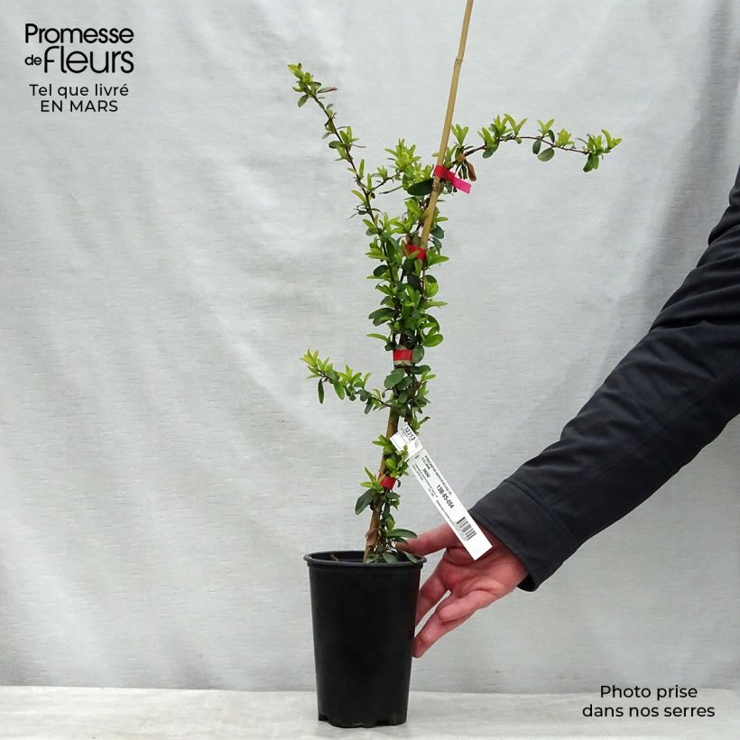 Pyracantha SAPHYR Rouge Vaso da 2L/3L esemplare consegnato in inverno