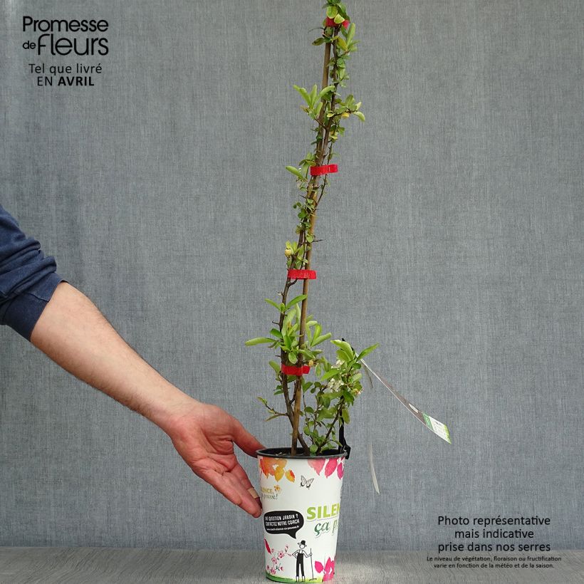 Pyracantha SAPHYR Rouge Vaso da 2L/3L esemplare consegnato in primavera
