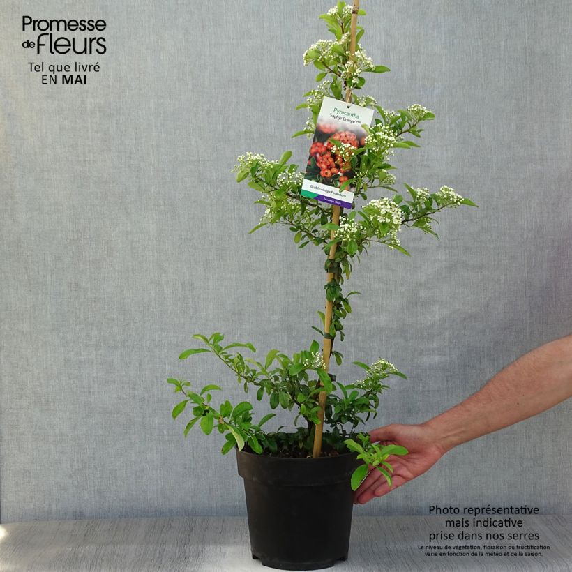 Pyracantha SAPHYR Orange Vaso da 6L/7L esemplare consegnato in primavera