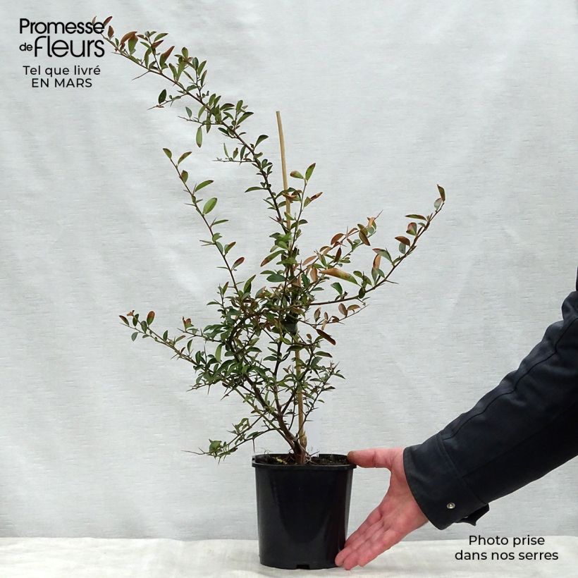 Pyracantha Soleil d'or Vaso da 2L/3L esemplare consegnato in primavera