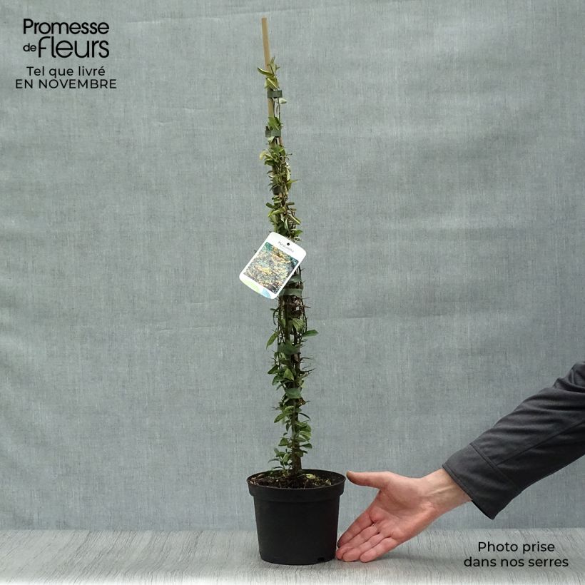 Esemplare di Pyracantha Soleil d'or Vaso da 2L/3L come consegnato in autunno