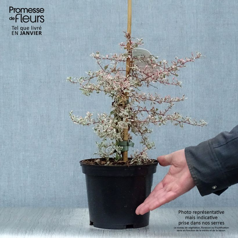 Pyracantha Sparkler Vaso da 2L/3L esemplare consegnato in inverno