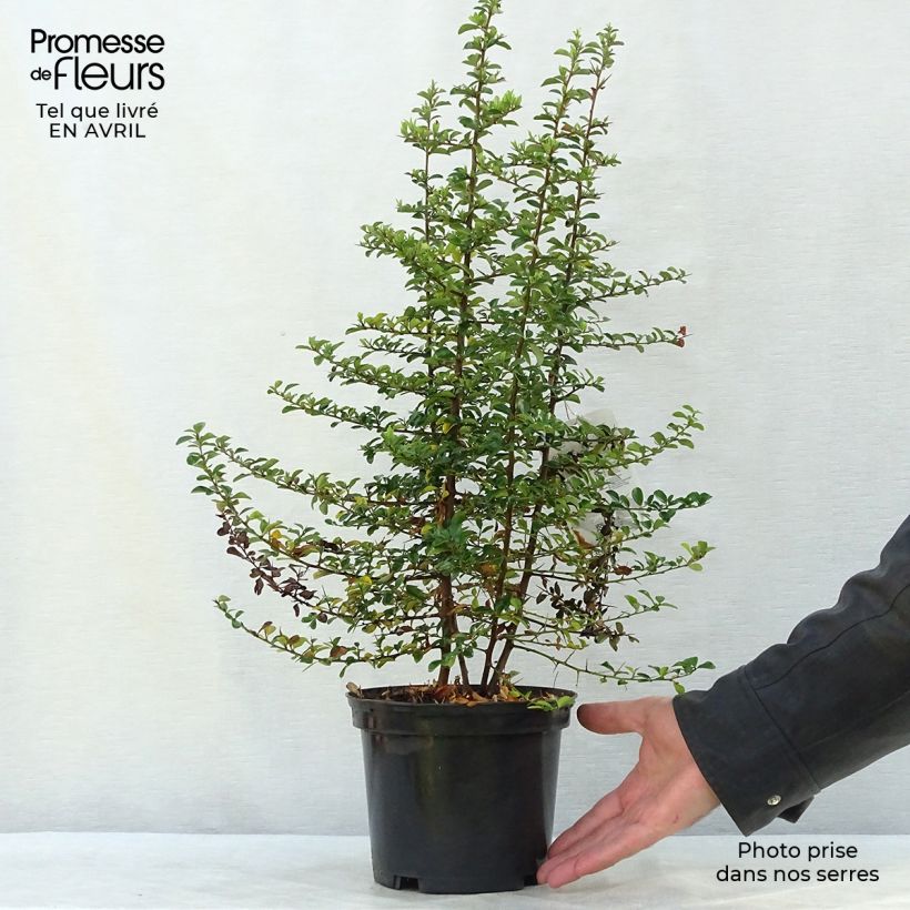 Pyracantha Teton Vaso da 2L/3L esemplare consegnato in primavera
