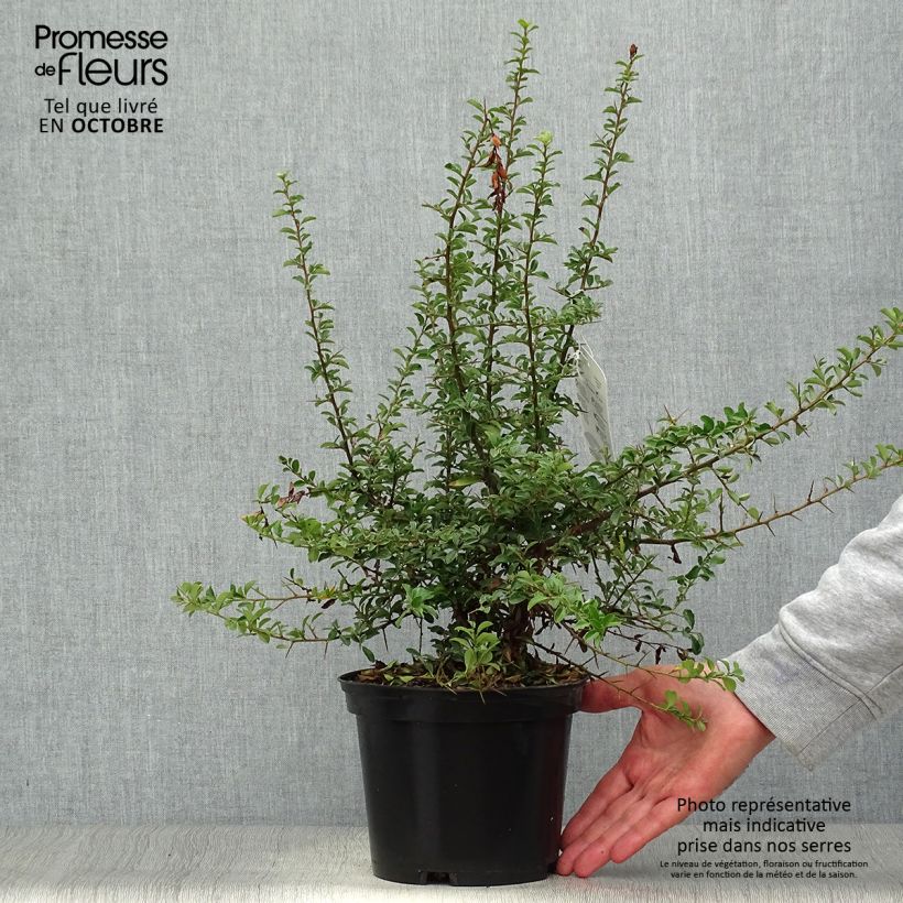 Esemplare di Pyracantha Teton Vaso da 2L/3L come consegnato in autunno