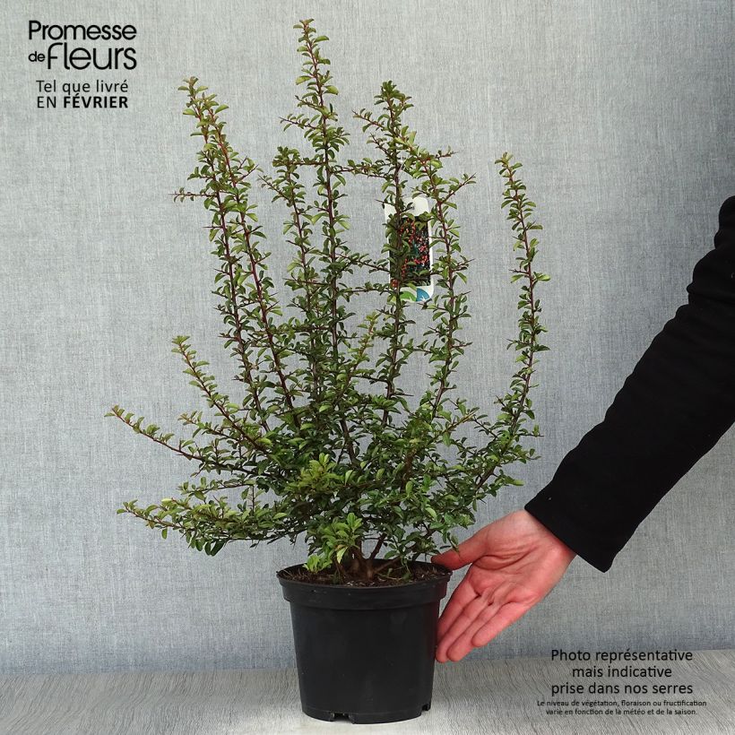 Pyracantha Teton Vaso da 2L/3L esemplare consegnato in inverno