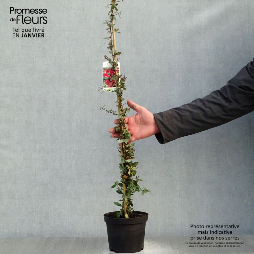 Pyracantha Red Column Vaso da 2L/3L esemplare consegnato in inverno