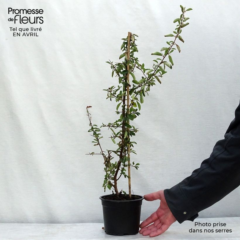 Pyracantha Red Column Vaso da 2L/3L esemplare consegnato in primavera