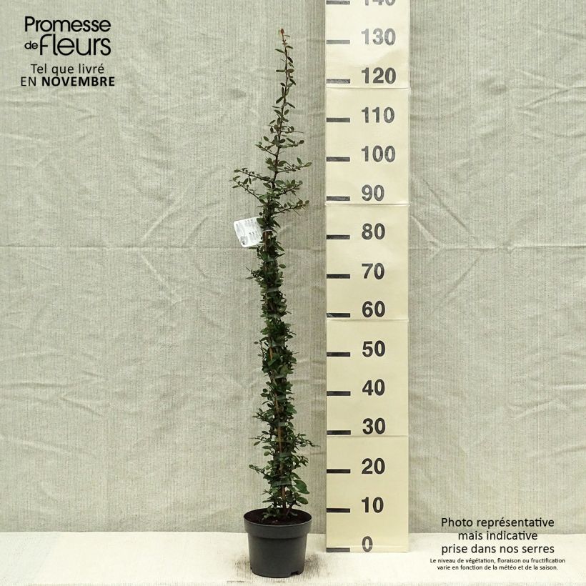 Esemplare di Pyracantha Red Column Vaso da 2L/3L come consegnato in autunno