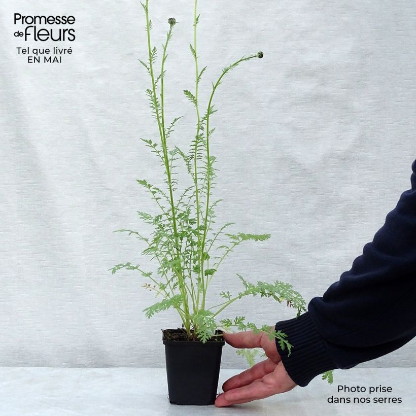 Tanacetum coccineum Robinson Rose Vasetto da 8/9 cm esemplare consegnato in primavera