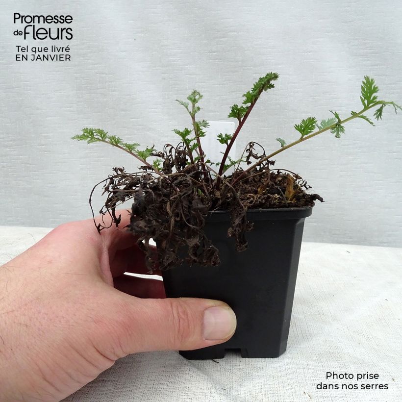 Tanacetum coccineum Robinson's Red Vasetto da 8/9 cm esemplare consegnato in inverno