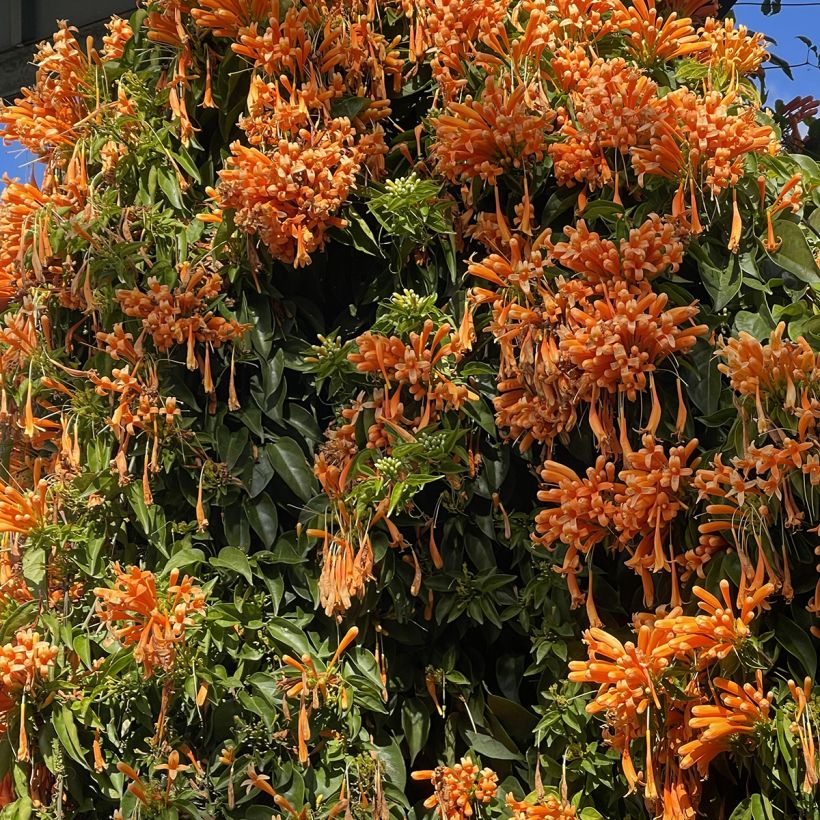 Pyrostegia venusta - Bignonia venusta (Porto)