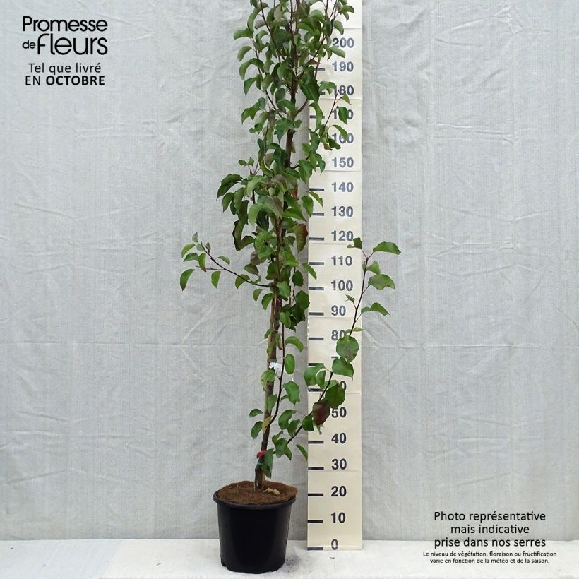 Esemplare di Pyrus alleryana Chanticleer - Pero da fiore Vaso da 12L/15L come consegnato in autunno