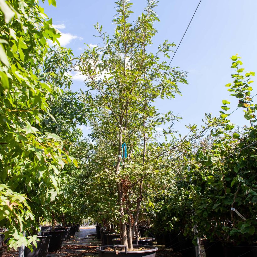 Quercus cerris - Cerro Vaso da 80L/90L esemplare consegnato in primavera