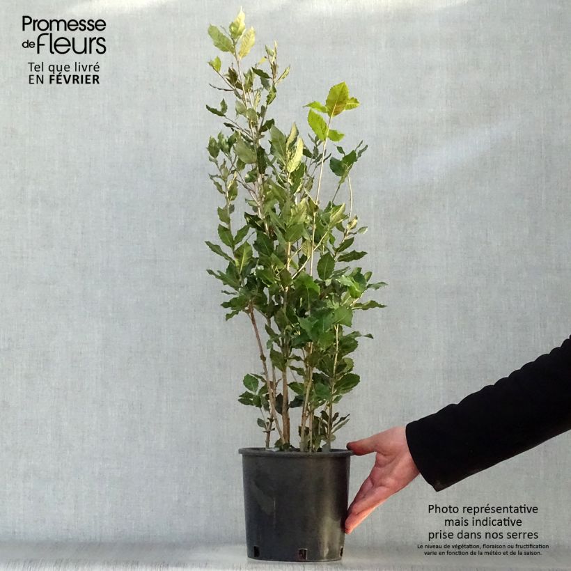 Quercus ilex - Quercia leccio Vaso da 3L/4L esemplare consegnato in inverno